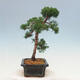 Venkovní bonsai - Juniperus chinensis Kishu-Jalovec čínský - 2/4