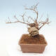 Venkovní bonsai - krásnoplodka Callicarpa - 2/6