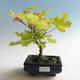 Venkovní bonsai-Acer campestre-Javor babyka - 2/2