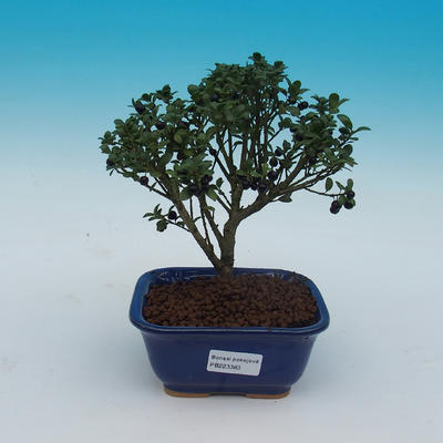 Pokojová bonsai - Ilex crenata -  Cesmína - 2