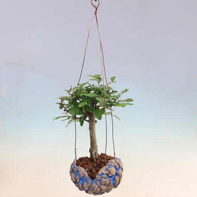 Kokedama v keramice -Ulmus parvifolia- malolistý jilm - 2