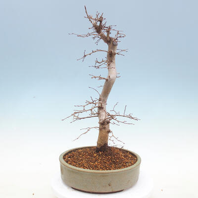 Venkovní bonsai -Carpinus CARPINOIDES - Habr korejský - 2