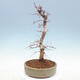 Venkovní bonsai -Carpinus CARPINOIDES - Habr korejský - 2/5