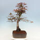 Venkovní bonsai - Acer palmatum Atropurpureum - Javor dlanitolistý červený - 2/4