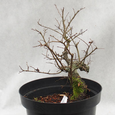 Venkovní bonsai -jilm malo - listý - Ulmus parviflora - 2