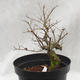 Venkovní bonsai -jilm malo - listý - Ulmus parviflora - 2/5