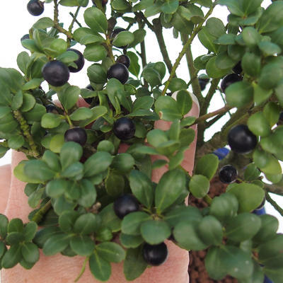 Pokojová bonsai - Ilex crenata -  Cesmína - 2