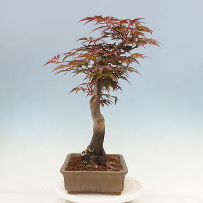 Venkovní bonsai - Acer palmatum Atropurpureum - Javor dlanitolistý červený - 2