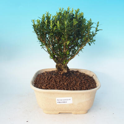 Pokojová bonsai - Buxus harlandii - 2