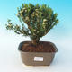 Pokojová bonsai - Buxus harlandii - 2/5