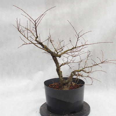 Venkovní bonsai -jilm malo - listý - Ulmus parviflora - 2