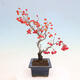 Venkovní bonsai - Pourthiaea villosa - Blýskalka chlupatá - 2/5