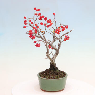 Venkovní bonsai - Pourthiaea villosa - Blýskalka chlupatá - 2