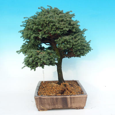 Venkovní bonsai - Cypřišek hrachonosný - Chamacyparis pisifera sqarosa dumosa - 2