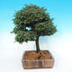 Venkovní bonsai - Cypřišek hrachonosný - Chamacyparis pisifera sqarosa dumosa - 2/6