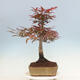 Venkovní bonsai - Acer palmatum Atropurpureum - Javor dlanitolistý červený - 2/5