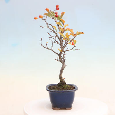 Venkovní bonsai - Pourthiaea villosa - Blýskalka chlupatá - 2