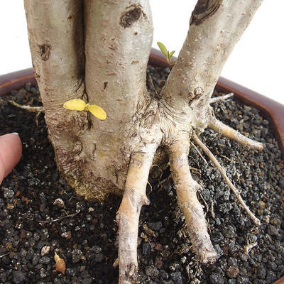 Pokojová bonsai -Ligustrum chinensis - Ptačí zob - 2