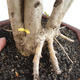 Pokojová bonsai -Ligustrum chinensis - Ptačí zob - 2/2
