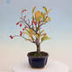 Venkovní bonsai - Pourthiaea villosa - Blýskalka chlupatá - 2/5