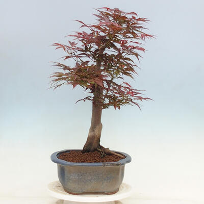 Venkovní bonsai - Acer palmatum Atropurpureum - Javor dlanitolistý červený - 2