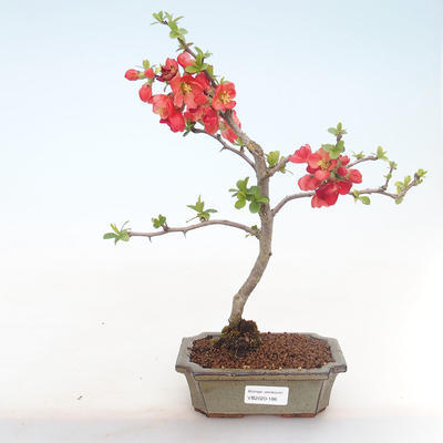Venkovní bonsai - Chaenomeles spec. Rubra - Kdoulovec VB2020-186 - 2