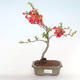 Venkovní bonsai - Chaenomeles spec. Rubra - Kdoulovec VB2020-186 - 2/3