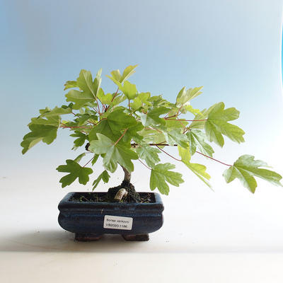 Venkovní bonsai-Acer campestre-Javor babyka - 2