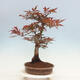 Venkovní bonsai - Acer palmatum Atropurpureum - Javor dlanitolistý červený - 2/5