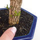 Pokojová bonsai - Buxus harlandii -korkový buxus - 2/5