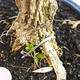 Pokojová bonsai - Buxus harlandii -korkový buxus - 2/5