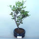 Venkovní bonsai - Rhododendron sp. - Azalka růžová - 2/3