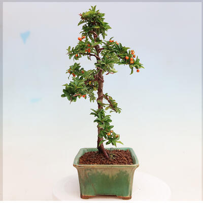 Venkovní bonsai-Pyracanta Teton -Hlohyně - 2
