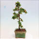 Venkovní bonsai-Pyracanta Teton -Hlohyně - 2/4