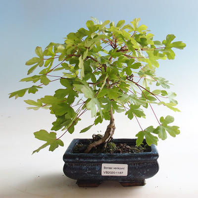 Venkovní bonsai-Acer campestre-Javor babyka - 2