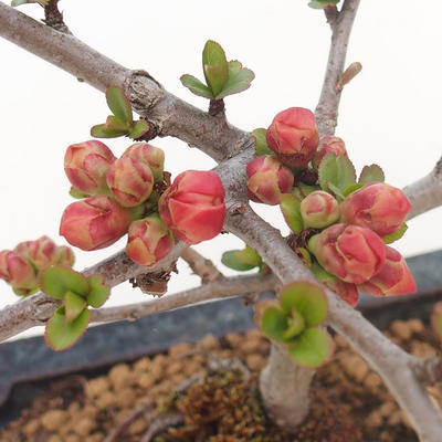 Venkovní bonsai - Chaenomeles spec. Rubra - Kdoulovec VB2020-187 - 2