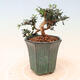 Pokojová bonsai - Olea europaea sylvestris -Oliva evropská drobnolistá - 2/5