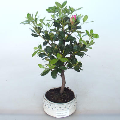 Venkovní bonsai - Rhododendron sp. - Azalka růžová - 2