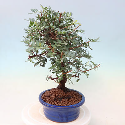 Pokojová bonsai -  Pistácie - 2