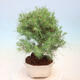 Pokojová bonsai-Pinus halepensis-Borovice alepská - 2/4