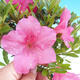 Venkovní bonsai - Rhododendron sp. - Azalka růžová - 2/4
