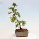 Venkovní bonsai-Pyracanta Teton -Hlohyně - 2/4