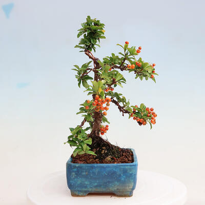 Venkovní bonsai-Pyracanta Teton -Hlohyně - 2