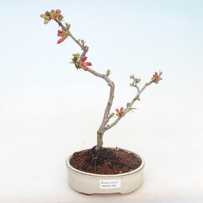 Venkovní bonsai - Chaenomeles spec. Rubra - Kdoulovec VB2020-188 - 2