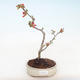 Venkovní bonsai - Chaenomeles spec. Rubra - Kdoulovec VB2020-188 - 2/3