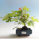 Venkovní bonsai-Acer campestre-Javor babyka - 2/2