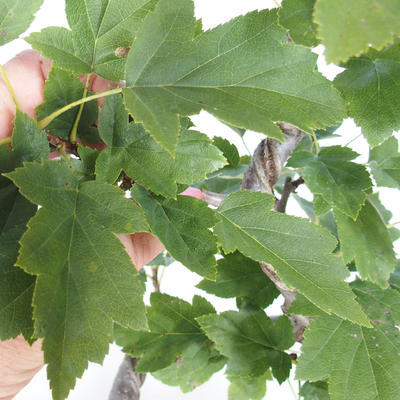 Venkovní bonsai-Okrasná Jabloň-Malus TRiFOLIATA - 2