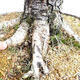 Venkovní bonsai Modřín opadavý Larix decidua - 2/5