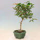 Pokojová bonsai - Australská třešeň - Eugenia uniflora - 2/4