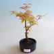 Venkovní bonsai - Javor dlanitolistý - Acer palmatum Orange - 2/2